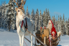 4_WARNING-REINDEERS-FLY-HIGH