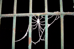 0_FROZEN-WEB