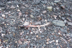 Washed-Up